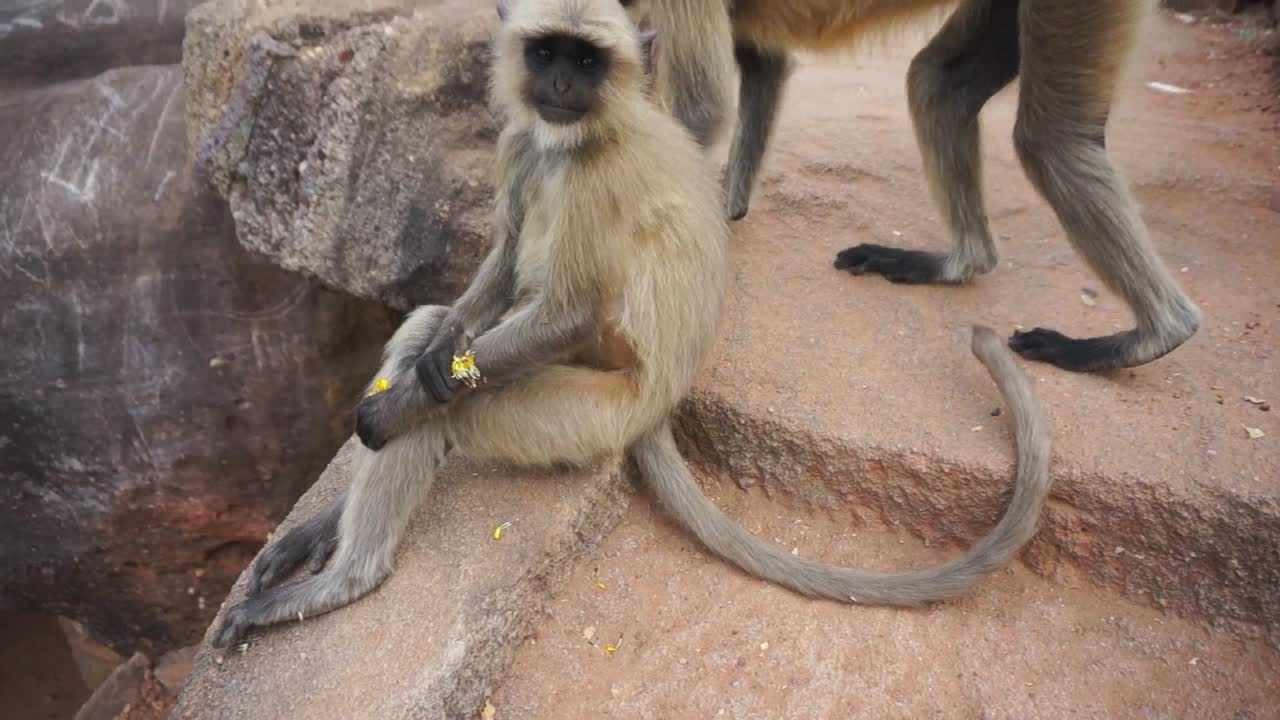 mono sentado en escalones de piedra dentro de un templo