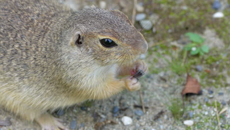 Makroaufnahme-Eines-Wilden-Erdhörnchens,-Das-An-Einem-Sonnigen-Tag-Draußen-In-Der-Wildnis-Einen-Snack-Isst