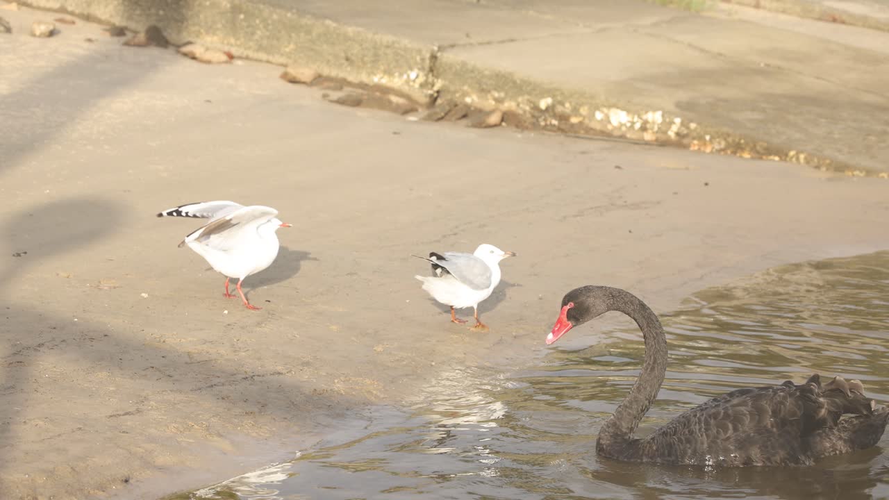 cisne negro interactuando con gaviotas junto al agua