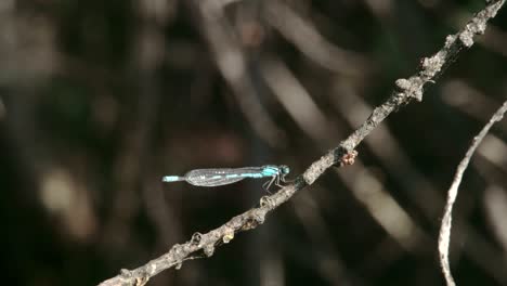 a dragonfly on the stem of a plant sticking on it fs700 odyssey 7q 4k