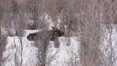 moose laying down chewing on branches in winter