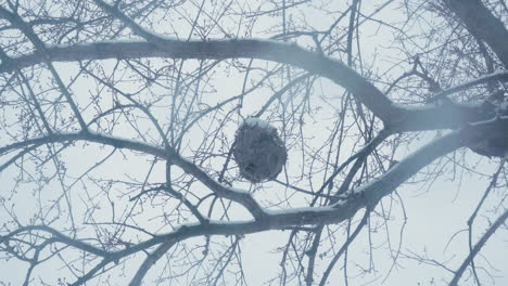 large ominous hornet's nest dangling from a tall snow covered tree creepily swaying in the wind and about to fall in a heavy snowfall