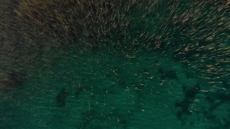 Yellow-reeds-in-crystal-clear-lake-water,-aerial-video-of-abstract-texture