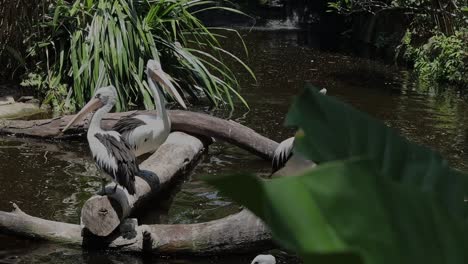 pelicans standing on logs above pond in tropical wildlife habitat