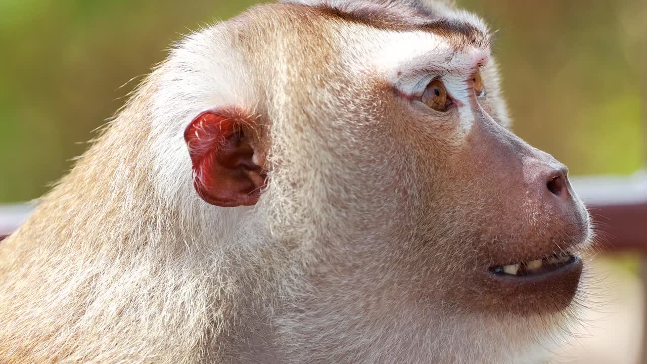Pig-tailed macaque turns head, alert and expressive, in bright outdoor natural light, close-up