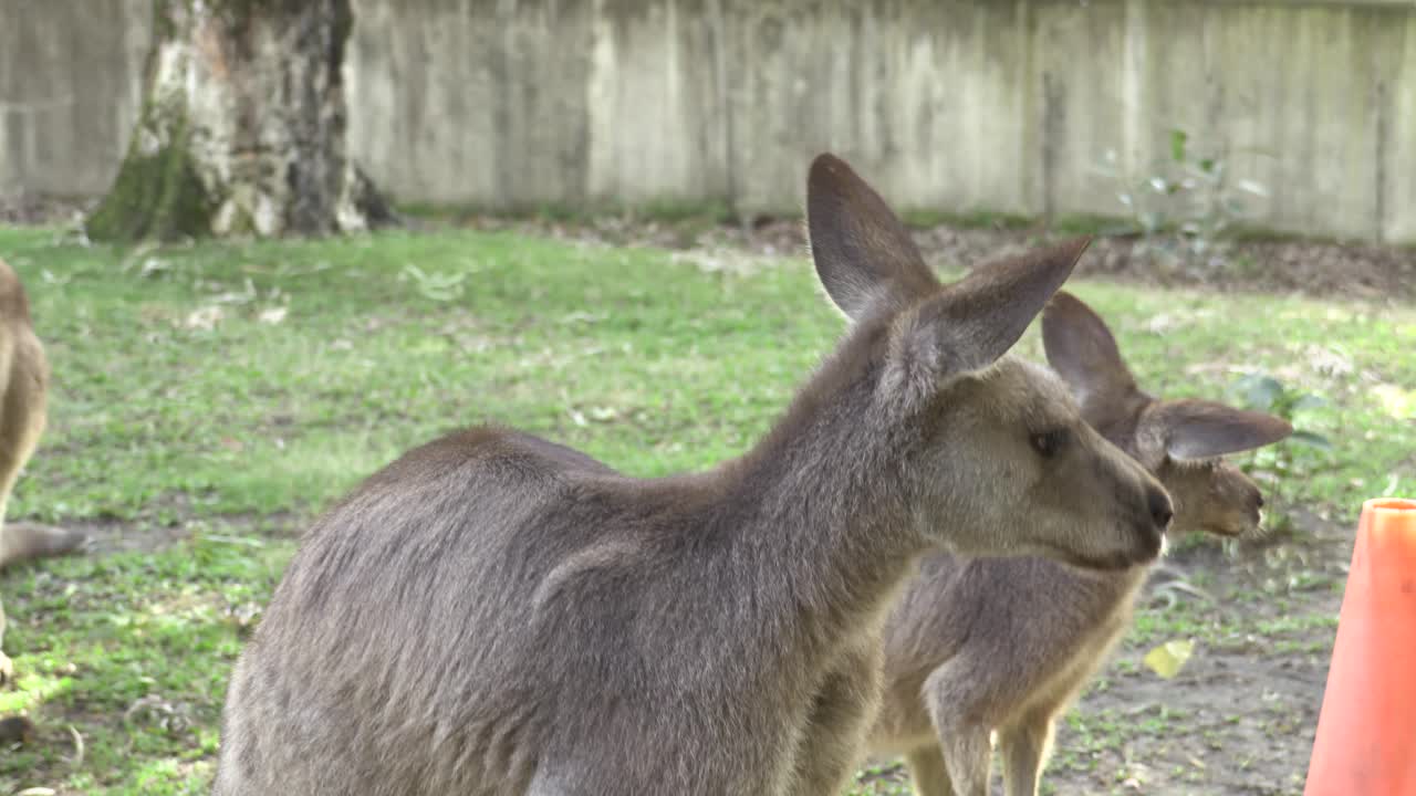 canguro australiano en cautiverio