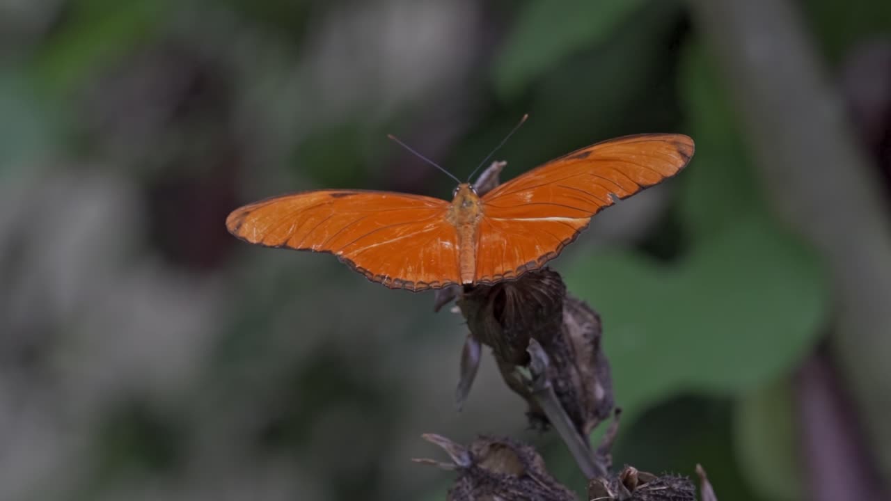 A vibrant Julia Heliconian butterfly (Dryas iulia) is shown with its wings spread open, revealing their striking orange color and delicate patterns in Atitlán lake, Guatemala