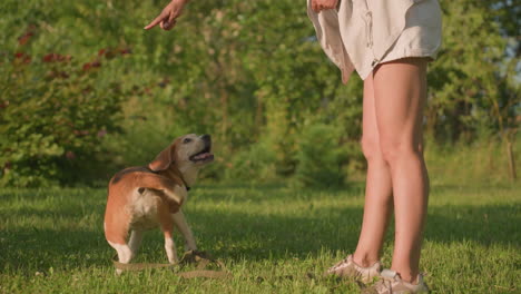 brown dog with leash around neck playfully turning around in garden while owner instructs it to turn, with lush greenery and trees in background under warm sunlight