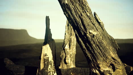 charred remains from a fire expose striking patterns in the landscape