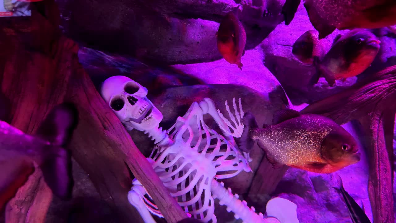 Skeleton in an aquarium surrounded by fish under vibrant pink lighting at Sea Life Busan Aquarium