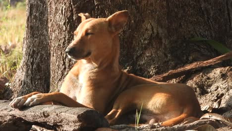 dog relaxing on under the tree