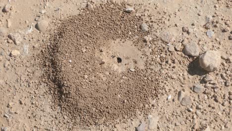 small black ants builds a anthill