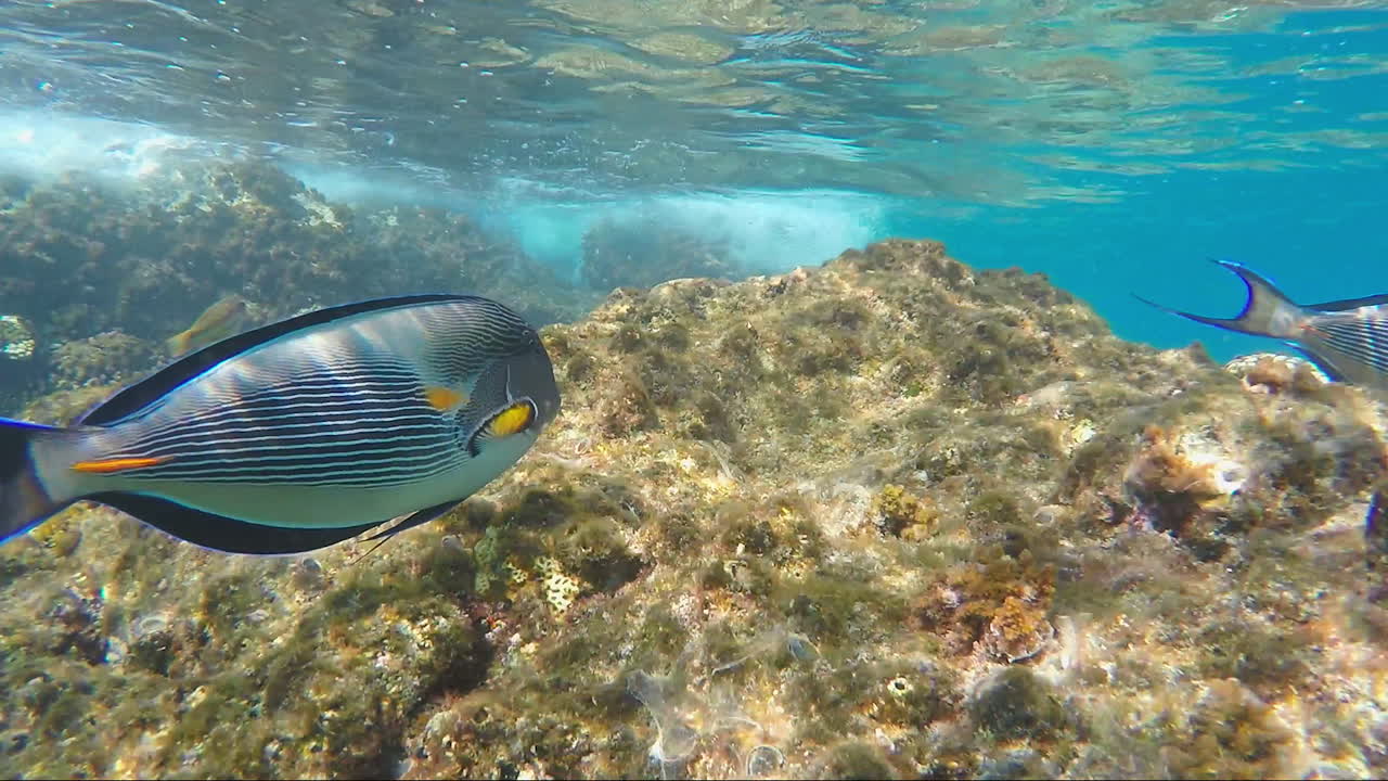 다양한 동식물이 있는 수중 세계의 장엄함