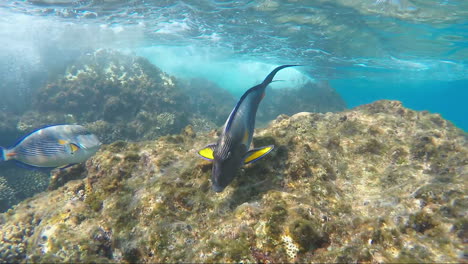 The-Magnificence-Of-The-Underwater-World-With-Its-Diverse-Flora-And-Fauna