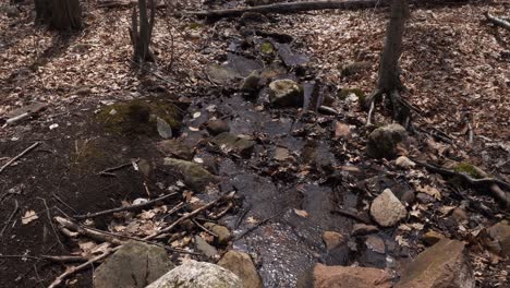 A mountain stream that flows eternally through this forest covered with dead leaves. It is truly beautiful and relaxing, perfect for a meditation break.