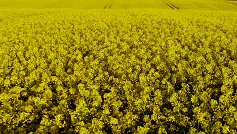 Campo-De-Aceite-De-Canola-Amarillo,-Colza-De-Tierras-De-Cultivo-De-Aceite-Vegetal,-Campo