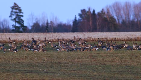 A-large-flock-of-white-fronted-geese-albifrons-on-winter-wheat-field-during-spring-migration