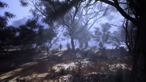 misty forest landscape with sunlight filtering through trees at dawn