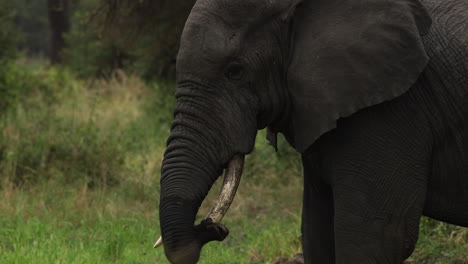 An-elephant-in-Tanzania-standing-next-to-a-waterhole,-moving-its-trunk-along-its-tusk