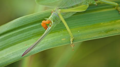 green grasshopper defecating on green plant leaf