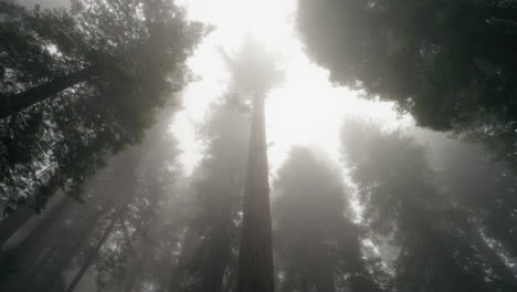rising view of redwood forest exploring the tallest trees on earth