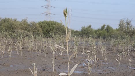 medium close up view of swaying dead plant stalk in landscape of deforested mangrove forest in karachi