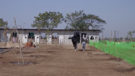 A South Asian man running, holding black horse in front of stable next to green field on a sunny day