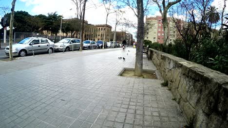 parrots and peageons birds on barcelona streets, panning shot