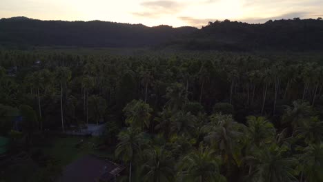 Las-Nubes-Brillan-Por-La-Mañana-Sobre-Un-Denso-Bosque-De-Palmeras