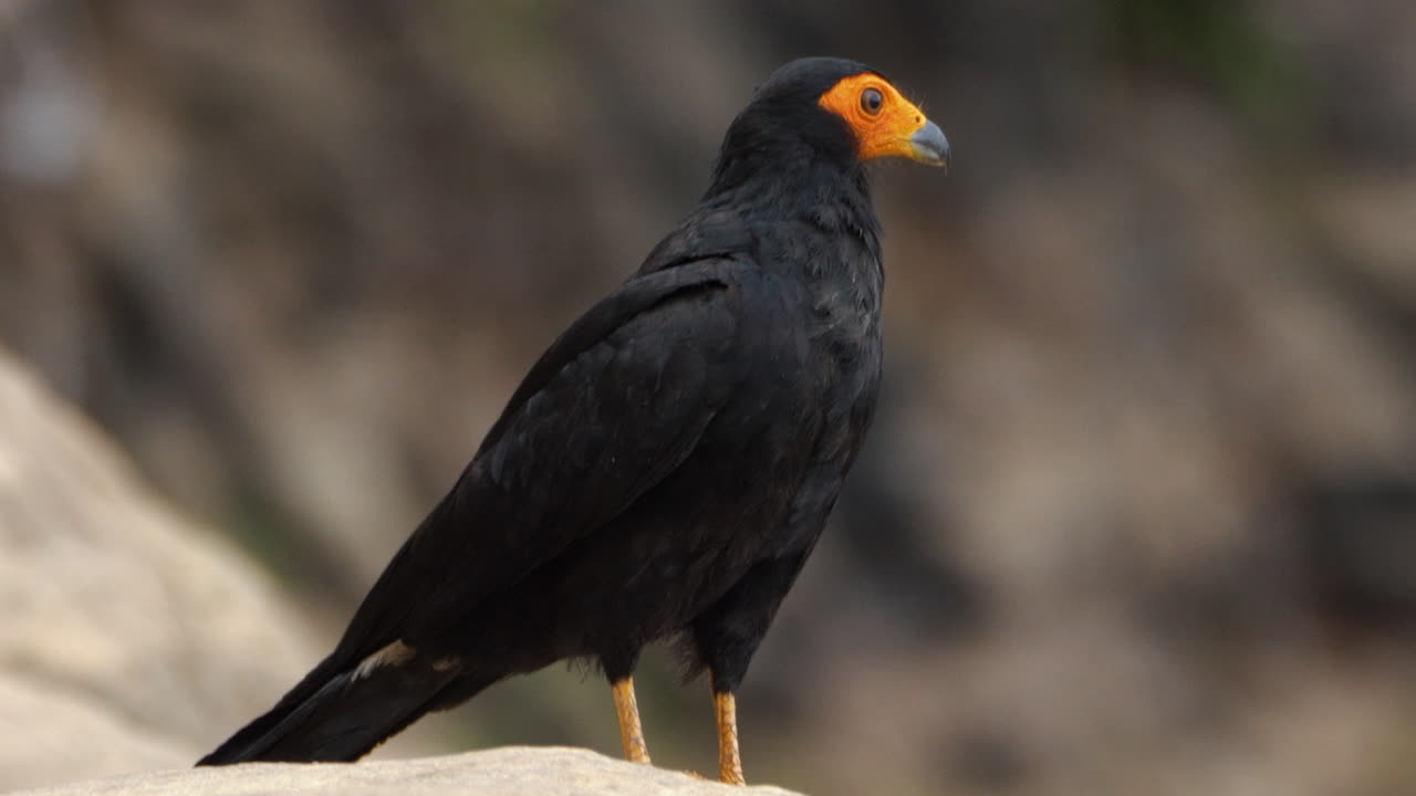 Detailed shot of a Black Caracara on the riverbank