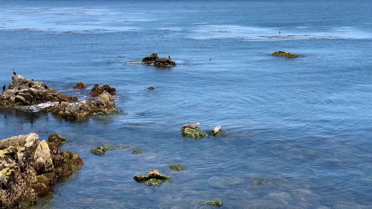 캘리포니아 몬테레이 베이에 있는 바위 위에 자리 잡은 귀여운 항구 바다표범