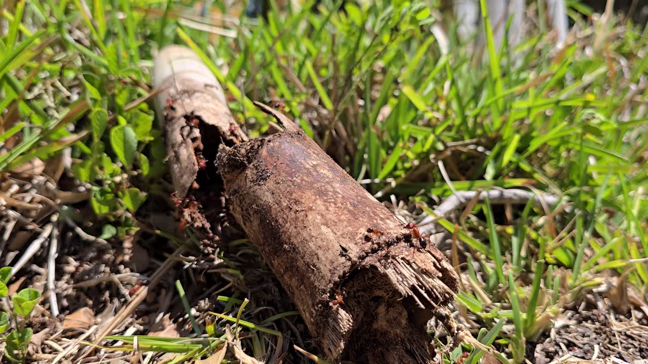 A decaying wooden branch teems with ants moving busily across its surface, resting on vibrant green grass and bathed in clear daylight in a natural outdoor scene.