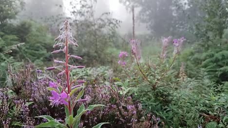 Erhebt-Sich-über-Rosafarbene,-Taufrische,-Mit-Spinnennetzen-Bedeckte-Blumen-Zu-Nebligen,-Gruseligen,-Saisonalen-Waldsilhouetten