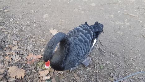 Black-swan-close-up-shoot