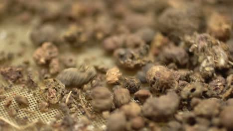 macro shot of producing madder root powder, healthy herbal extract used as a health remedy