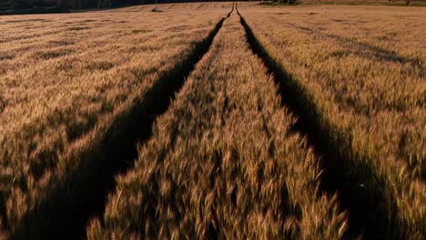 aerial - tracks in a field of wheat, north brabant, netherlands, wide shot