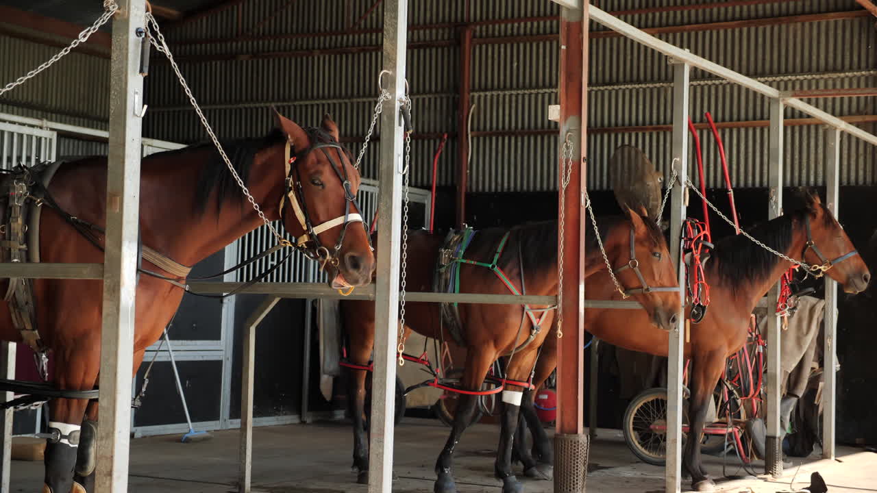 Racing horses tied up before racing