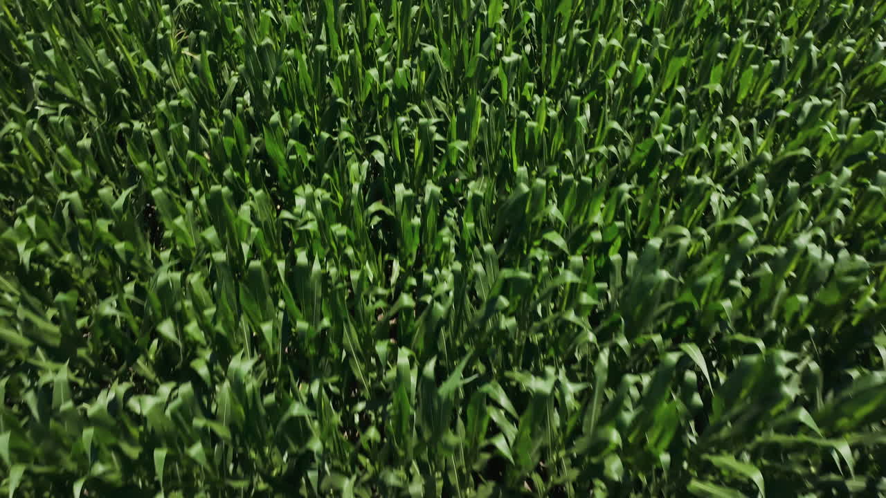 Fly Over Growing Corn Fields In Rural Farmland