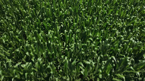 Fly-Over-Growing-Corn-Fields-In-Rural-Farmland