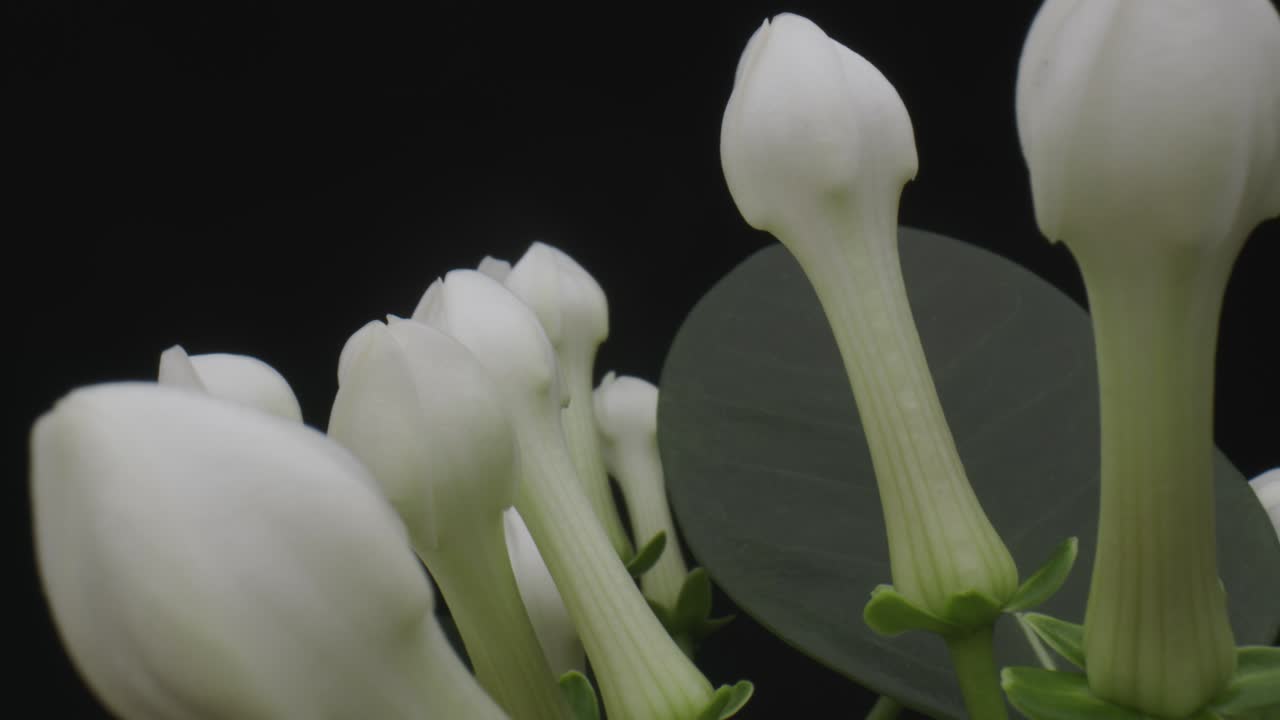 flor de bouvardia blanca contra un fondo de estudio negro, sonda dolly hacia atrás