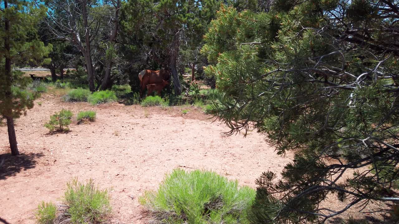 toma panorámica más allá del árbol para revelar un ternero de ciervo bura con su madre