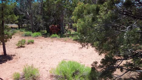 Panning-shot-past-tree-to-reveal-a-mule-deer-calf-with-its-mother