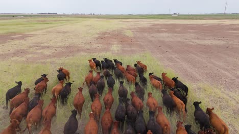 aerial view of a herd of cattle moving across a field