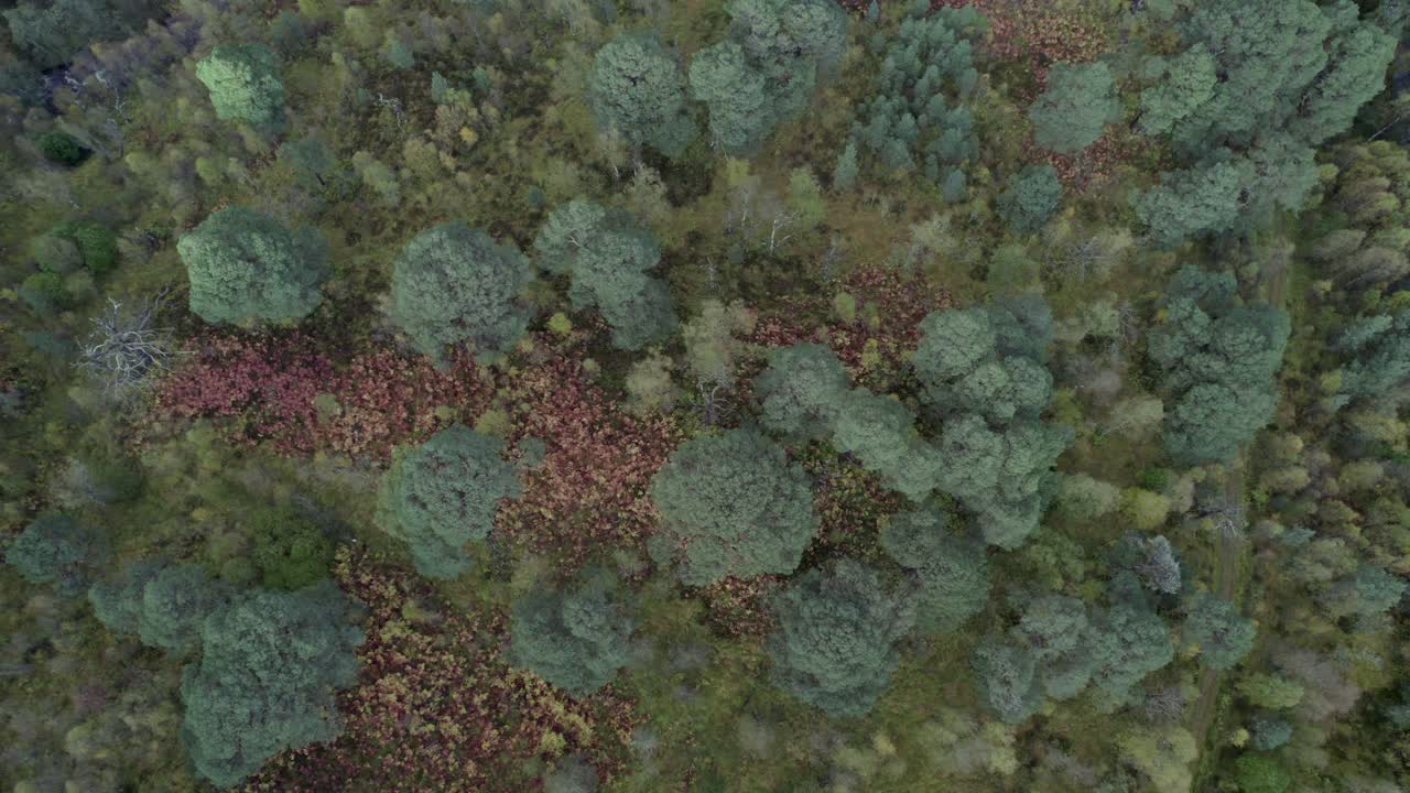 imágenes de drones que suben y descienden hacia un dosel forestal de antiguos pinos escoceses en otoño en un fragmento aislado del bosque caledonio