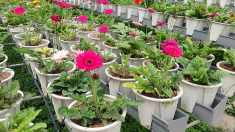 the beautiful flowers and grass beds of cameron highlands malaysia