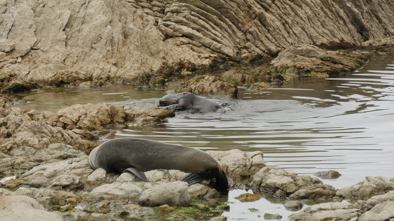 New Zealand juvenile fur seals jousting and playing in the shallow water