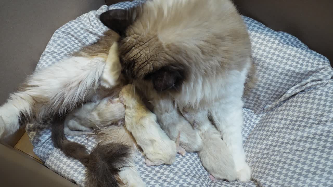 Famiglia: mamma e figli; gatta Ragdoll ha dato alla luce una cucciolata di 4 gattini