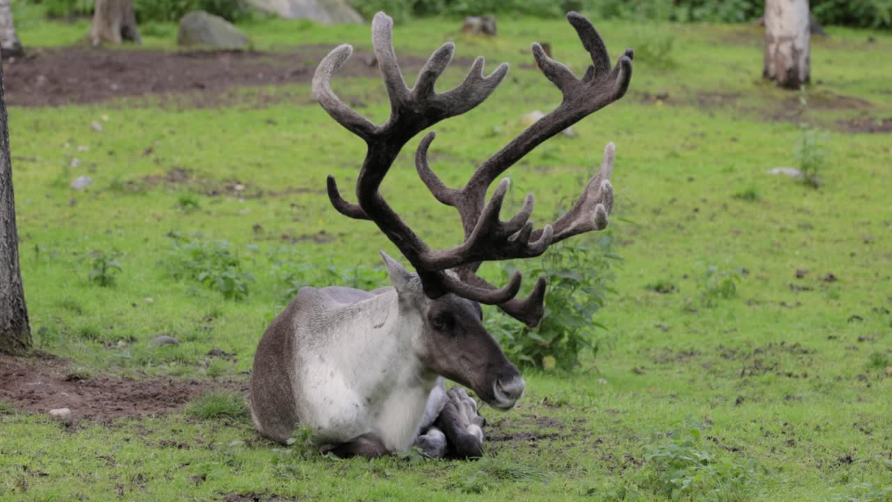 el reno (rangifer tarandus) en el prado verde.