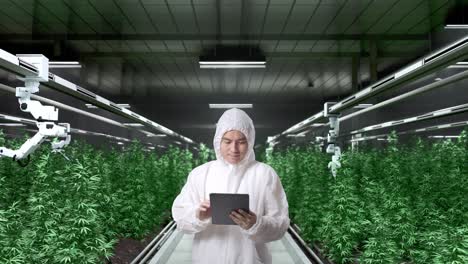 instalación automatizada para el cultivo de cannabis
