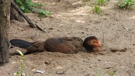 Hen-chilling-on-sand-UHD-MP4-4k-.